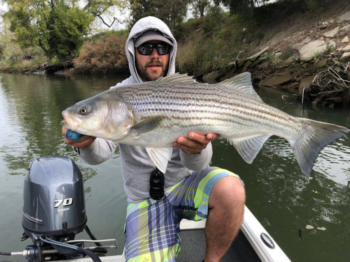 Good-to-great fishing on the Napa River - Xpert Fly Fisher