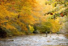 Ask the Experts: What Are Your Top 5 Fall Flies?