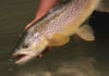 Video Pro Tips: Understanding a Trout’s Lateral Line