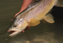 Video Pro Tips: Understanding a Trout’s Lateral Line