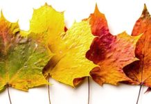 Head for the Hills: Mountain leaves will be ablaze with reds, oranges and yellows in late October