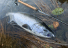 Why Biology Matters: Speedy Steelhead vs Lazy Coho Salmon