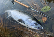 Why Biology Matters: Speedy Steelhead vs Lazy Coho Salmon