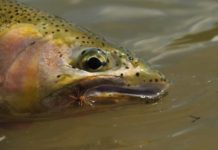 Tuesday Tips: Top 4 Dry Flies for Fall