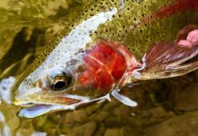 On the Fly: Membership has its privileges