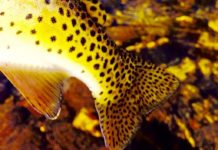 On the Fly: Solo fish photography