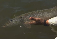 Video Pro Tips: How to Find Pike and Muskies