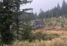 Nearly 600,000 Acres Available For Hunting, Fishing and Trapping Thanks To PotlatchDeltic Large Tract Access Program – Dailyfly.com Lewis-Clark Valley Community