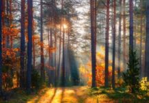 2020 Fall Foliage Peak: Where Colors Are Emerging In Georgia