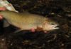Master Class Monday: How to Spot Trout in Deep Water