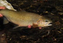 Master Class Monday: How to Spot Trout in Deep Water