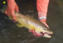 Video: How to Fish Streamers, with Tom Rosenbauer