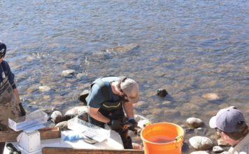 City, Botanic Park partner to help mountain whitefish spawn in Fish Creek