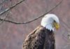 The bald eagle – Times News Online