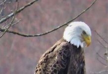 The bald eagle – Times News Online