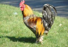 The Last Remaining Flocks of Gallos de León are Dwindling