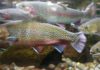Fish & Game votes to oppose commercial trout farming