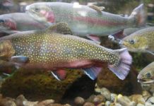 Fish & Game votes to oppose commercial trout farming