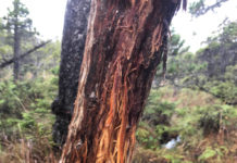 I Went To The Woods: Growing as a hunter