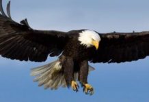 Natural Selections: Fly, eagles, fly: A dive into real eagles | News