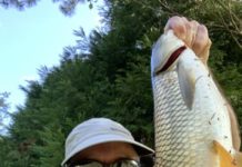 Mount Pleasant angler catches elusive carp while fly fishing with ‘Mopey Opie’ | Fishing