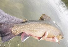North Country Angling: A fall trout fishing season? | Fishing