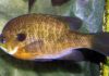 Fish Facts: Bluegill (Lepomis macrochirus)