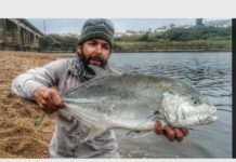 Herald Fishing: Catching kingfish on the fly