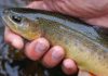 The plight of the Gila trout | Hatch Magazine