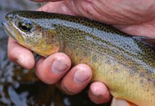 The plight of the Gila trout | Hatch Magazine
