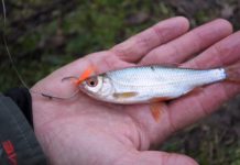 Circle Hooks Reconsidered – Fish and Fly