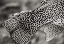 On the Fly: Now versus then