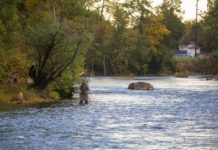 Anglers fish for salmon in the Saranac in an unlikely spot: Plattsburgh