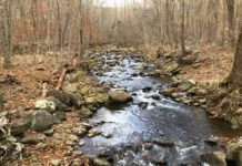 Flooding and Blocked Streams Endanger VA Trout
