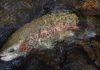 Rainbow trout stocking to begin –