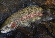 Rainbow trout stocking to begin –