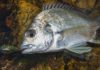 Rockin’ bream: light tackle bream luring off the rocks