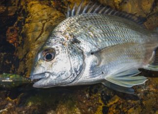 Rockin’ bream: light tackle bream luring off the rocks