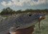 Pro Tips: Keys to a Successful First Bonefish Trip