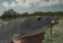 Pro Tips: Keys to a Successful First Bonefish Trip
