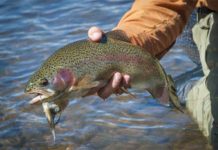 Tom Rosenbauer on How to Fish Streamers for Trout