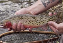 Classic Video: Notes from the Road . . . in the Rockies