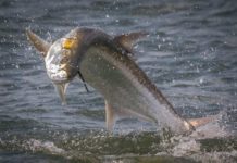 Chasing Big Fish with Dragon Tails