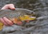 Pro Tips: Top 10 Flies for Winter in the Driftless Area