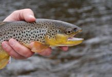 Pro Tips: Top 10 Flies for Winter in the Driftless Area