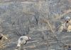 Cameron Peak Fire’s impact on wildlife might surprise you