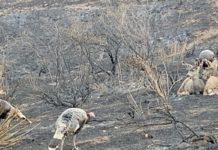 Cameron Peak Fire’s impact on wildlife might surprise you
