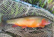 Week Of Nov. 10 – Los Alamos Reporter