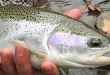 Northwestern Pennsylvania weekend fishing report, Nov. 6-8