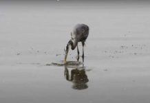 #MomentofChill 11.19.20: Nature’s Master Angler